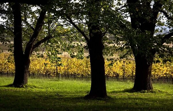 Vineyard. Large trees cast shadows beside turning leaves of winery vineyard