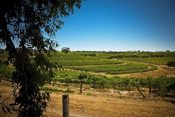 Vineyard at McLaren Vale, South Australia