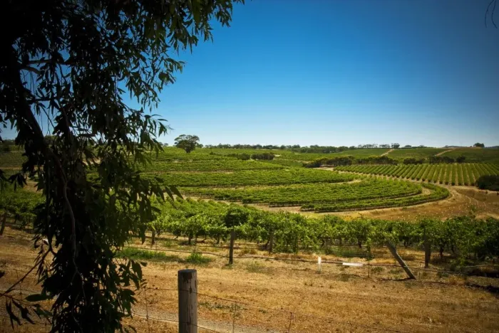 Framed Print : Vineyard at McLaren Vale, South Australia Framed Print : Vineyard at McLaren Vale, South Australia