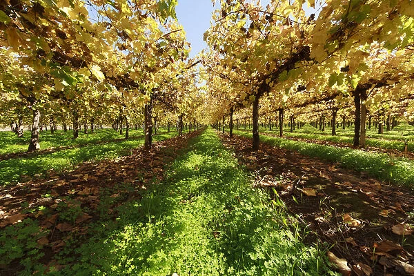 Vineyards. Autumn Red grape vines in Victoria