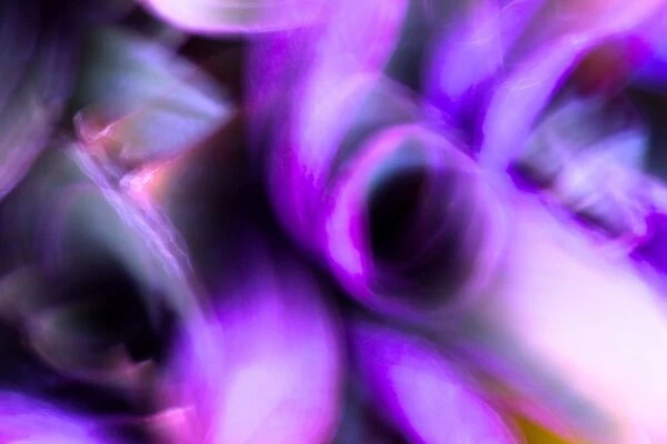 Violet Abstract