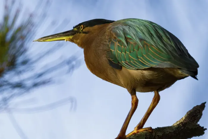 Framed Print : Vivid Colour - Striated Heron Framed Print : Vivid Colour - Striated Heron