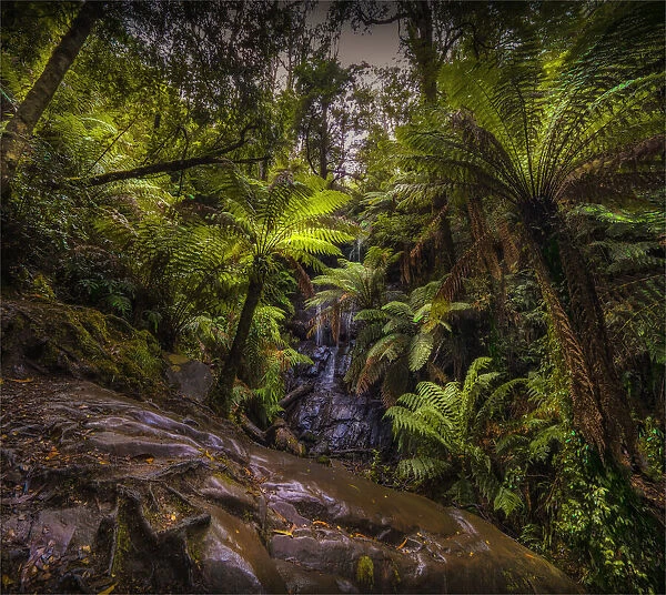 Vivid summer Green and wet moist conditions, in the magnificent Tarra Bulga National Park