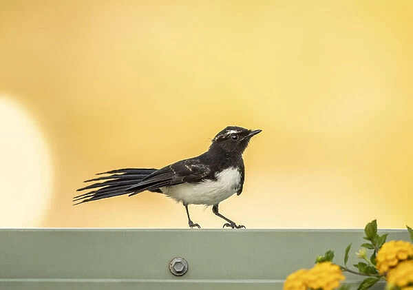 Wagtail. Willie (or Willy) Wagtail (Rhipidura leucophrys) is a passerine