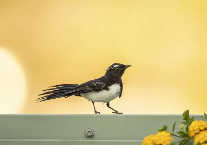 Framed Print : Wagtail. Willie (or Willy). Wagtail (Rhipidura leucophrys) is a passerine