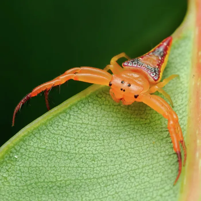 Framed Print : Walckenaer's Studded Triangular Spider (Arkys walckenaeri) Framed Print : Walckenaer's Studded Triangular Spider (Arkys walckenaeri)