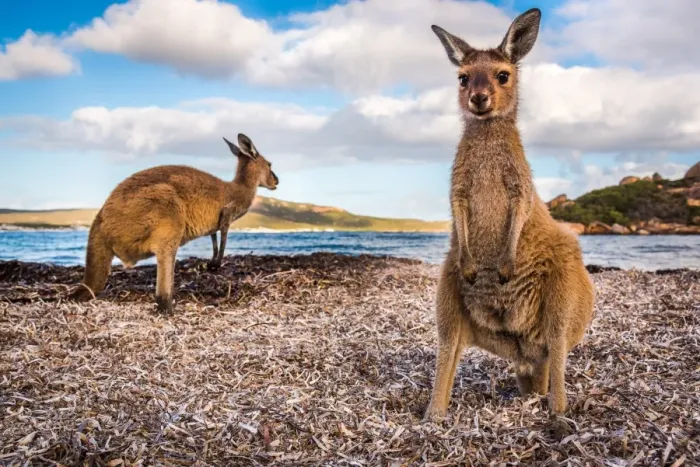 Framed Print : Wallabies of Lucky Bay Framed Print : Wallabies of Lucky Bay