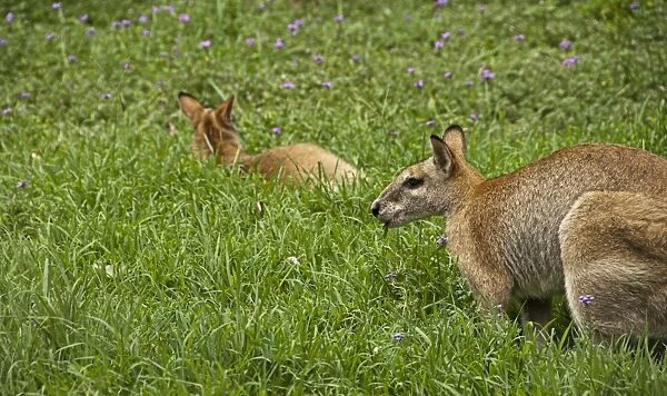 Wallaby feeding. Wallaby, Australian animal marsupial feeding in grasses at Rockhampton