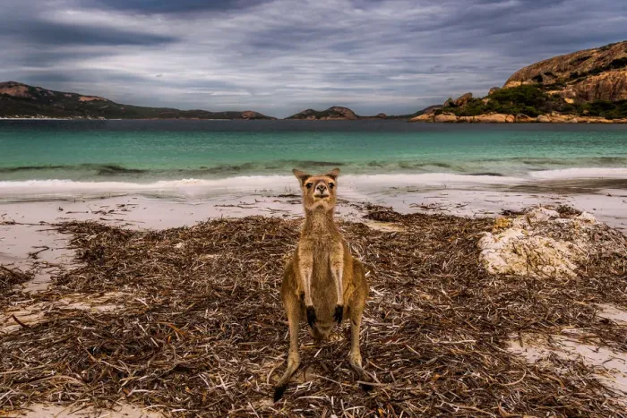 Framed Print : Wallaby at Lucky Wallaby Framed Print : Wallaby at Lucky Wallaby