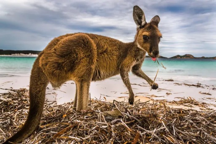 Framed Print : Wallaby at Lucky Wallaby Framed Print : Wallaby at Lucky Wallaby