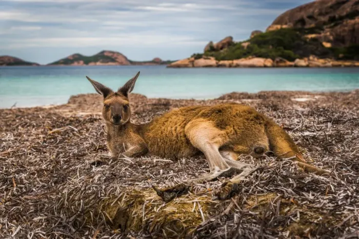 Framed Print : Wallaby at Lucky Wallaby Framed Print : Wallaby at Lucky Wallaby