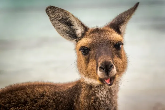 Framed Print : Wallaby at Lucky Wallaby Framed Print : Wallaby at Lucky Wallaby