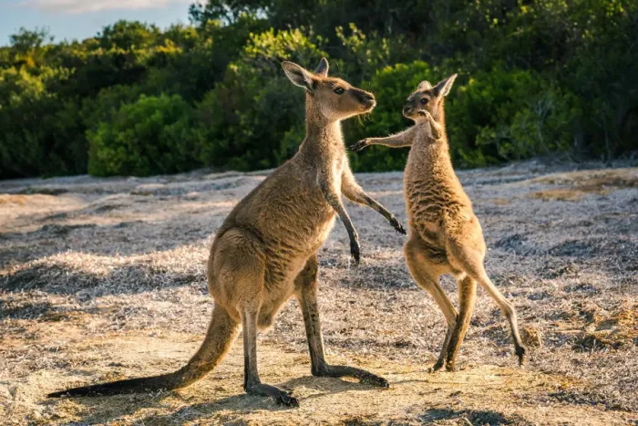 Framed Print : Wallaby at Lucky Wallaby Framed Print : Wallaby at Lucky Wallaby