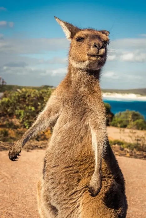 Framed Print : Wallaby at Lucky Wallaby Framed Print : Wallaby at Lucky Wallaby