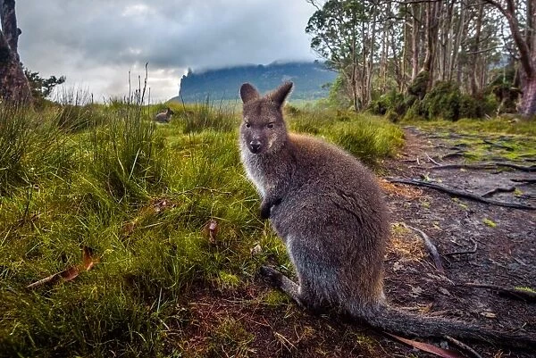 Wallaby in front of mount Oakleigh, Overland track, Tasmania