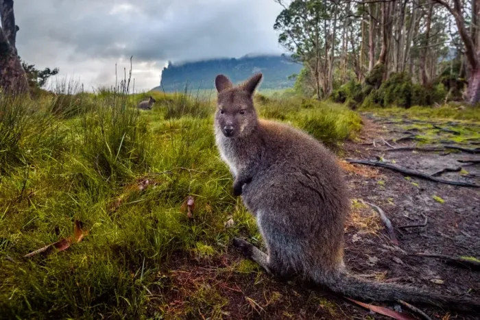 Framed Print : Wallaby in front of mount Oakleigh, Overland track, Tasmania