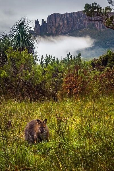 Wallaby in front of mount Oakleigh, Overland track, Tasmania