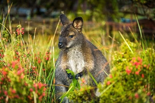 Wallaby near New Pilion Hut at Overland track, Tasmania