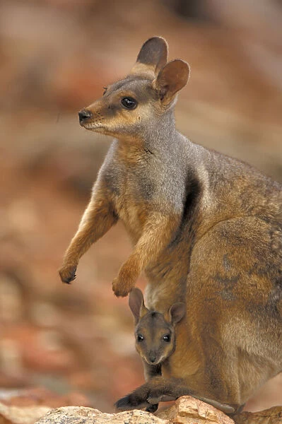 Wallabymutter mit Jungtier im Beutel, Macropu eugenii |