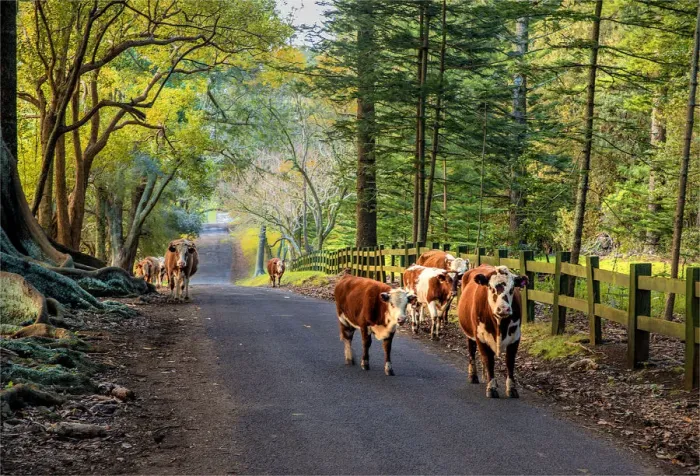 Framed Print : Wandering cattle