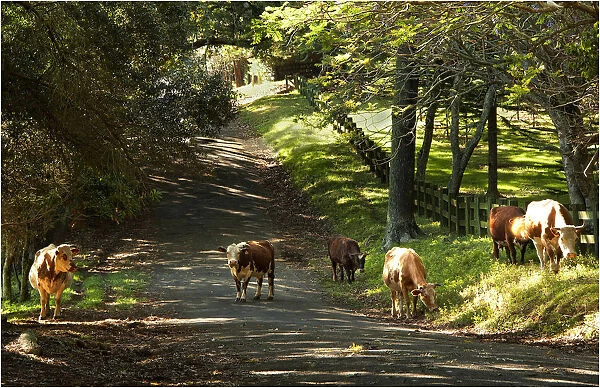 Wandering Cattle on New Farm road