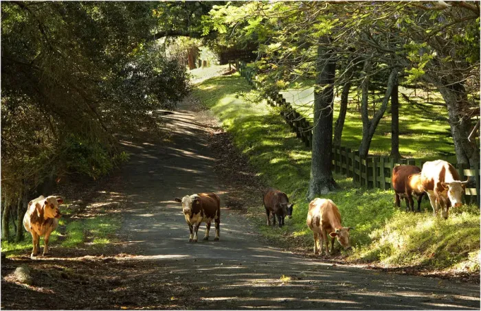 Framed Print : Wandering Cattle on New Farm road