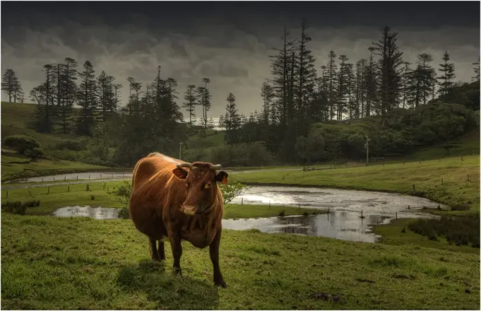 Framed Print : Wandering cow