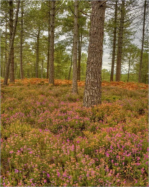 Wareham forest, Dorset, England, United Kingdom