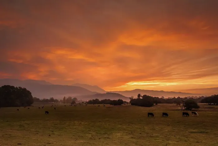 Framed Print : Warm glow. a beautiful sunrise with grazing cattle in the foreground