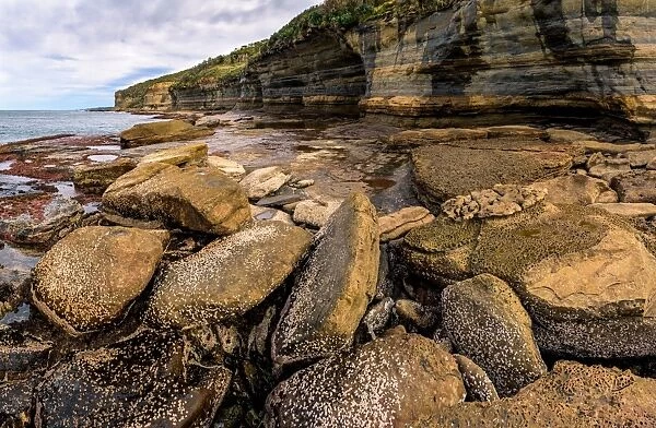 Wasp Head in South Durras, New South Wales