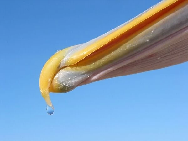 Water dripping off a pelican beak. Australia