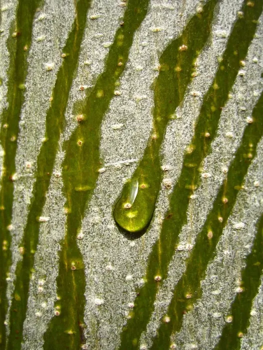 Framed Print : Water Drop Rolling down a Tree Framed Print : Water Drop Rolling down a Tree