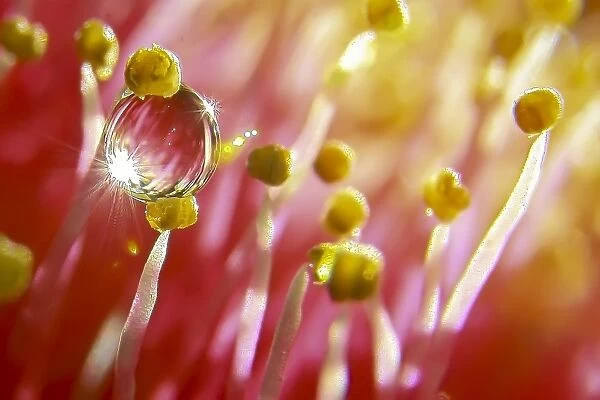 Water droplet on stamens