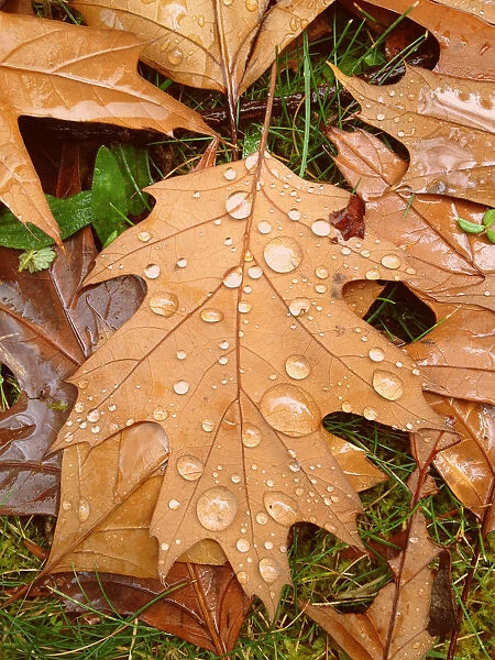 Water droplets on autumn leaf