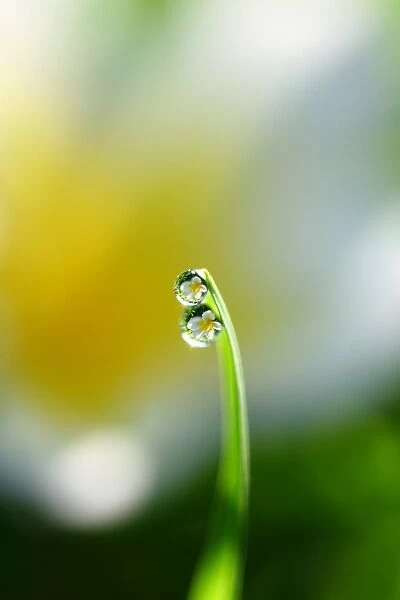 Water droplets on Grass blade