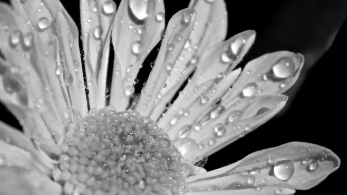 Framed Print : Water drops on a petal producing a graphic image in black and white Framed Print : Water drops on a petal producing a graphic image in black and white