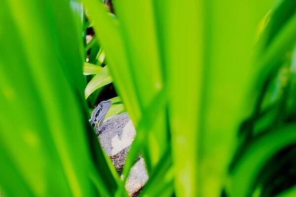 Waterdragon hiding among tropical bush leaves