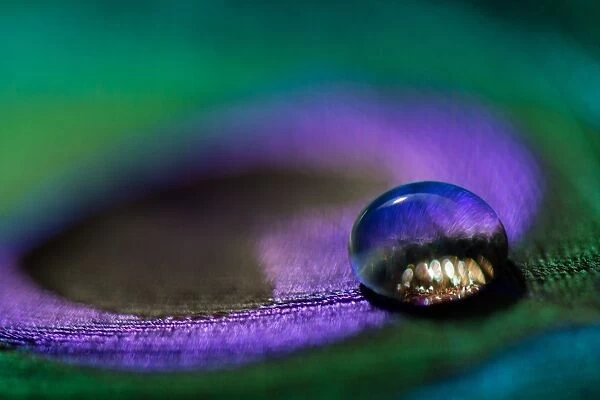 Waterdrop on a peacock feather