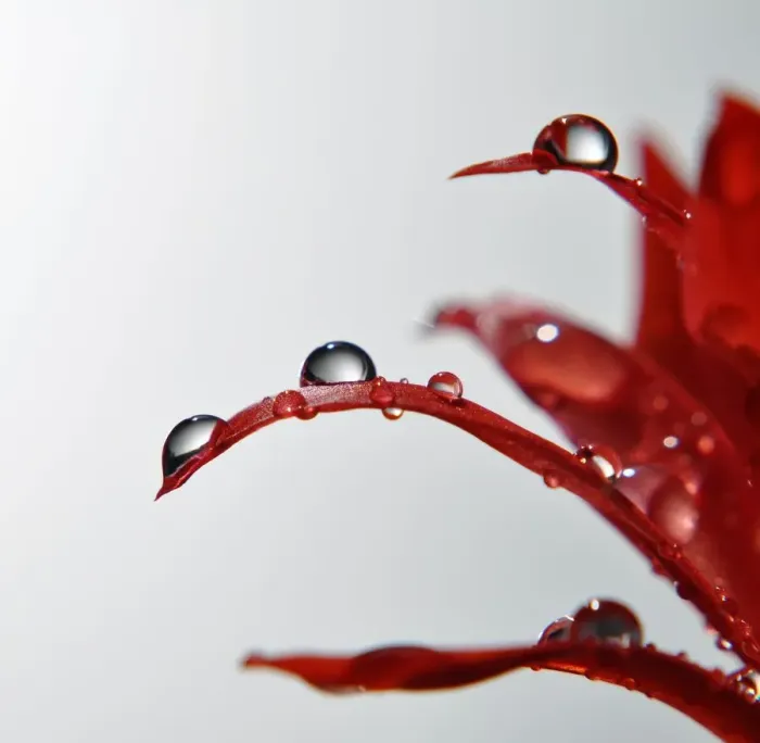 Framed Print : Waterdroplets on cactus petals Framed Print : Waterdroplets on cactus petals