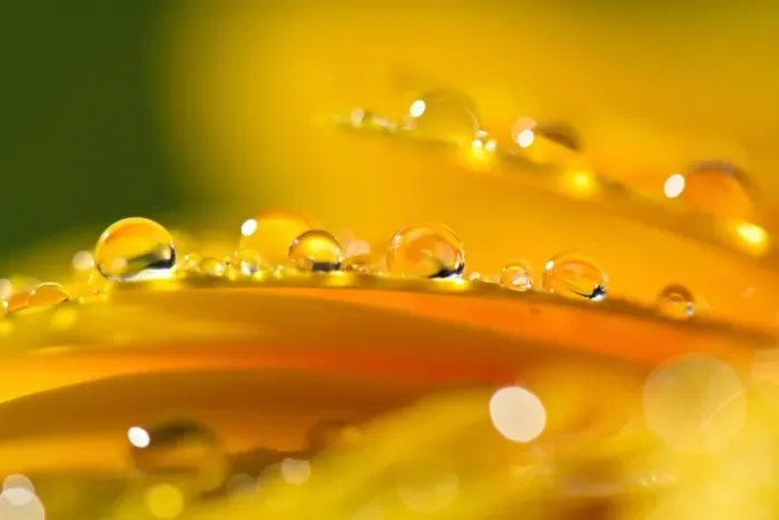 Framed Print : Waterdrops on flower petals