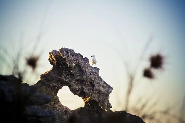 Waterfowl on rock