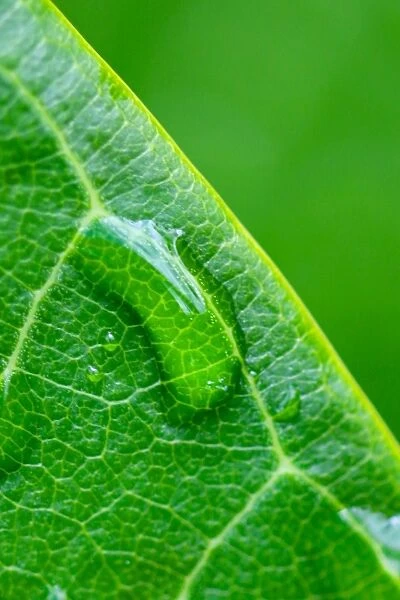 Watery Leaf