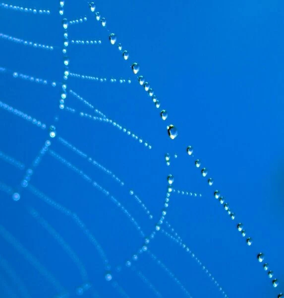 Web Beads. A cobweb covered in morning dew creating an abstract image