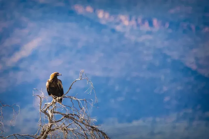 Framed Print : Wedge Tail Eagle