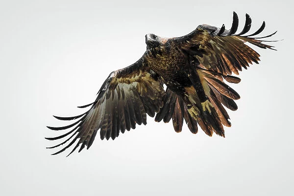 Wedge-tailed eagle in flight