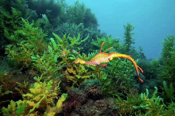 Framed Print : Weedy sea dragon