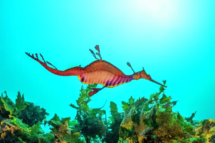 Framed Print : Weedy sea dragon foraging for food, Jervis Bay, NSW, Australia Framed Print : Weedy sea dragon foraging for food, Jervis Bay, NSW, Australia