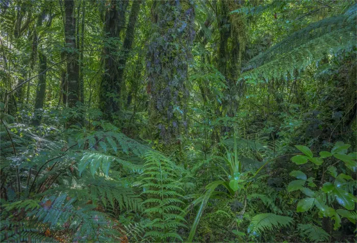 Framed Print : West coast near Fox glacier, pristine rainforest, south Island, New Zealand Framed Print : West coast near Fox glacier, pristine rainforest, south Island, New Zealand