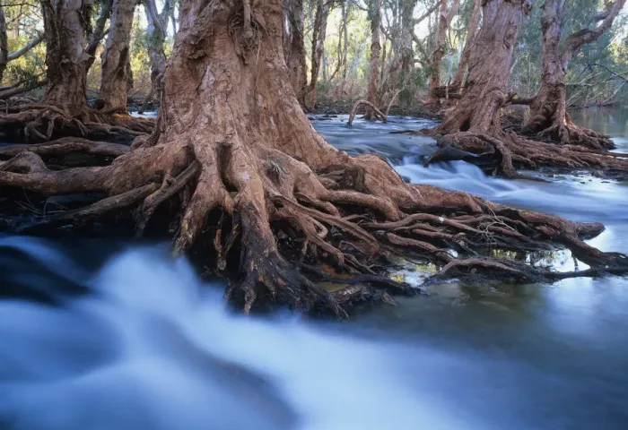 Framed Print : Western Australia, Melaleuca trees in stream after cyclonic rainfall Framed Print : Western Australia, Melaleuca trees in stream after cyclonic rainfall