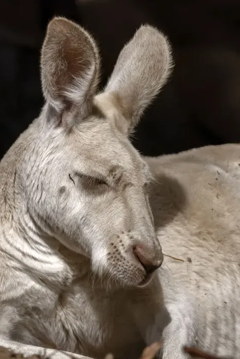 Framed Print : Western Grey Kangaroo